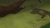 69 News gets sneak peek at otter exhibit at new Da Vinci Science Center in Allentown