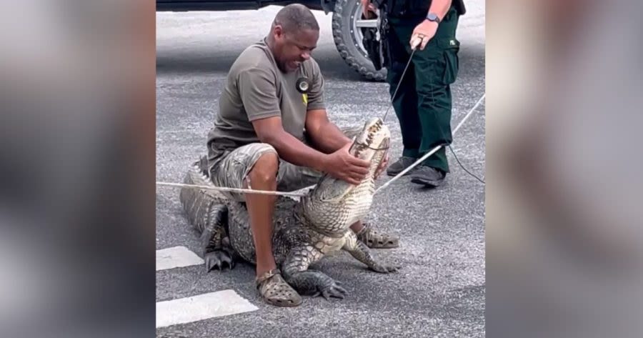 9-foot aggressive alligator captured outside Florida elementary school