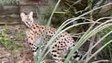 Capturado en Barcelona un gato salvaje de África tras entrar en una vivienda y atacar a dos mascotas