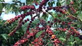 Coffee production hampered by small scale of growers’ farms - BusinessWorld Online