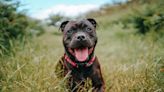 Pros and Cons of a Staffordshire Bull Terrier