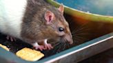 Rats will keep out of homes for good when they smell 1 natural item they despise