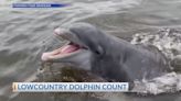 Seventh Annual Lowcountry Dolphin Count