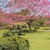 Cubbon Park