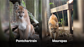 Two cougars euthanized at New Orleans Audubon Zoo