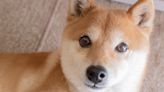 Why Shiba Inu Could Be Ready for a Bull Run in 2023