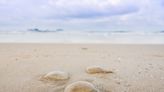 泰國沙灘布滿「水母」 驚人畫面曝 專家警告別亂摸 - 搜奇