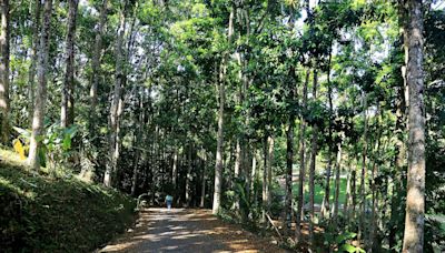 En Coronado puede disfrutar de un bosque por 6 mil colones