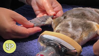 World’s biggest platypus conservation centre in Australia welcomes first residents