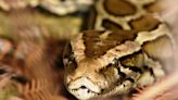 Burmese pythons found slithering further north