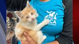 "Chippy" recovering after Highway 1 rescue where elusive kitten was found hiding in car engine – KION546