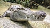 Australia: Police Find Mortal Remains Of 12-Year-Old Girl Snatched By Crocodile While Swimming