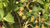 Strawberry harvest season right around the corner in northern Michigan