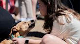 Doggie Dash 2024: Portland’s waterfront park flooded with pups for Oregon Humane Society’s biggest annual fundraiser