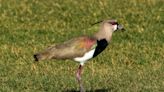 South American bird seen in Texas for the first time