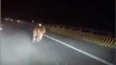 Watch: Endangered Siberian tiger strolls along road in front of driver in China