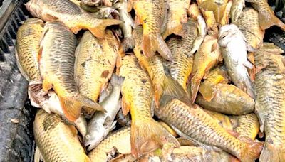 Mueren decenas de peces; culpan a entidad minera; anañizan el río Yaqui