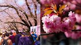 Japan's most famous cherry blossom trees could disappear due to climate change