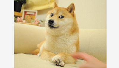 Kabosu, Shiba Inu Behind 'Doge' Meme From 2010, Passes Away In Her Sleep