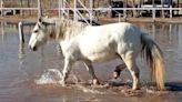 Conmoción en Río Negro: robaron y faenaron a “Carlitos”, un caballo que acompañaba a niños en equinoterapia | Sociedad