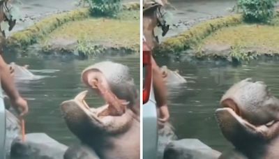 Watch: Man Throws Plastic Bag Into Hippo’s Mouth At Indonesia Safari Park, Internet Upset - News18