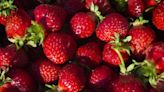 These 6 Northern California farms let you pick your own strawberries, blackberries and more