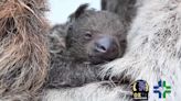 Baby Sloth Born at Denver Zoo — Watch the Adorable Newborn Animal Snuggle up to Mom!