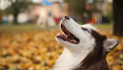 Heroic Husky in Indiana Credited with Saving Mom From Carbon Monoxide Poisoning