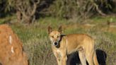 Dingo d’Australie : comment ce "chien" sauvage est-il devenu emblématique de l'île-continent ?
