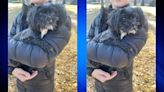 Burlington Police looking for owners of dog found near elementary school