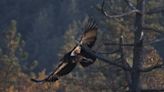 When will California condors get protection against deadly avian flu? Vaccine trials begin