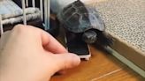 El divertido video de la tortuga que aprendió a andar en skate