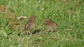 Bird that was feared extinct spotted for the first time in 24 years: ‘I thought this one had slipped away forever’