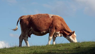 Cow rescued from mine shaft by firefighters