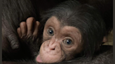 Sedgwick County Zoo sets up donation fund in tribute to internet-famous chimp Kucheza