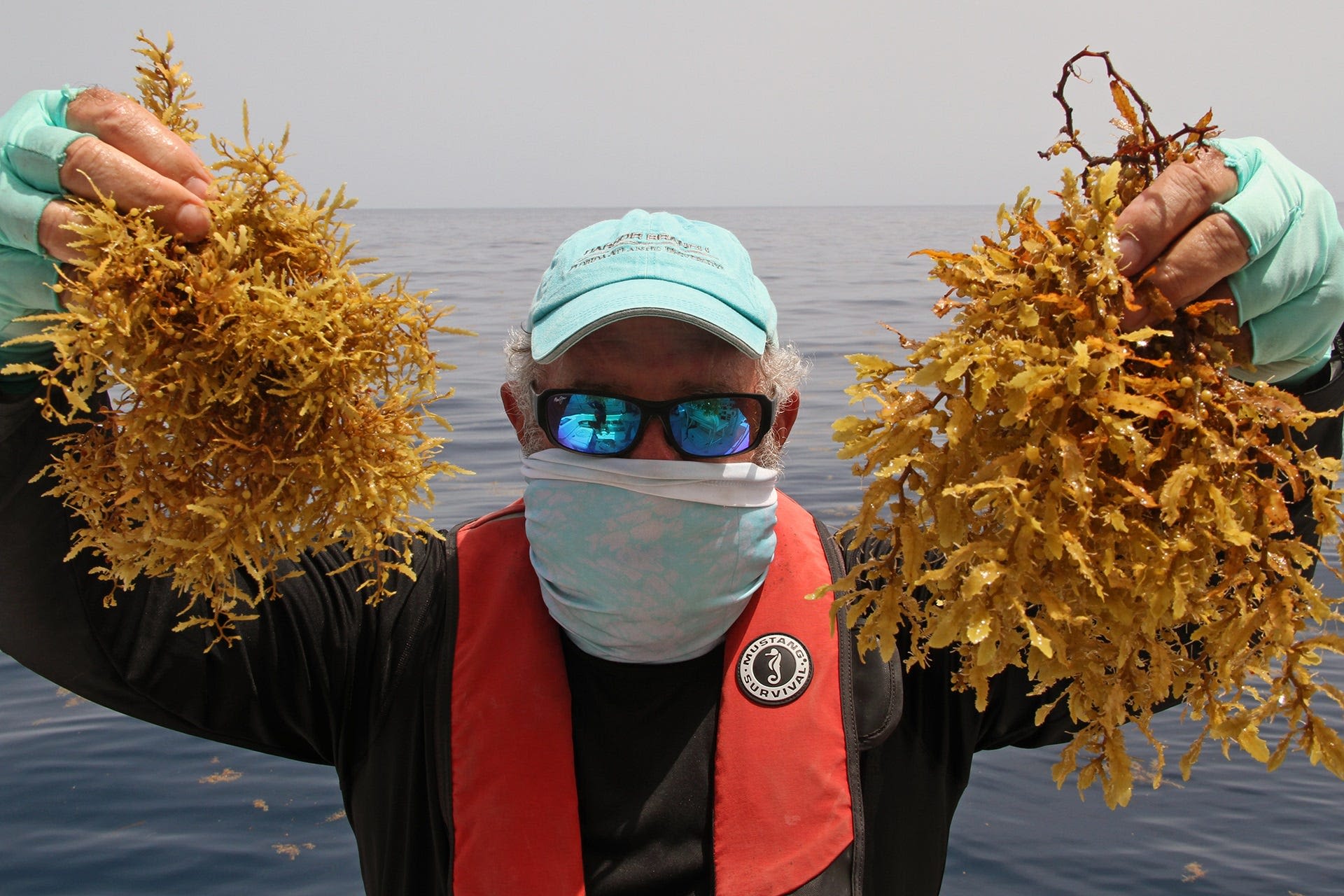 Sargassum expected to reach South Florida beaches by late May in potentially 'major' event