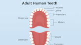 How Many Teeth Do Adults Have?