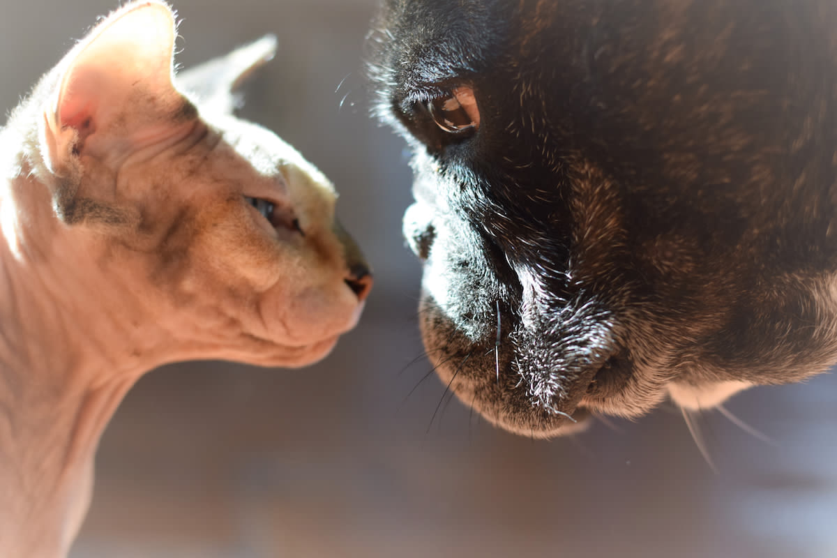 French Bulldog Depressed Over Loss of Sphynx Cat Brother Finds Love With New Foster