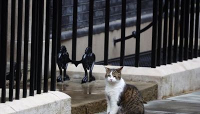 Todo cambia en Downing Street, excepto un querido dueño de casa: el gato Larry | Diario Financiero