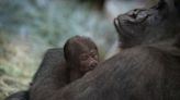 Gorilla mistakenly believed to be male gives birth at Columbus Zoo