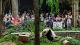 El programa de pandas del Zoológico Nacional llega a su fin después de más de 50 años mientras China mira hacia otra parte