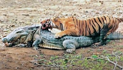 Watch Bengal Tigers Eat a Huge Crocodile