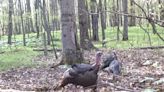 One more hunt at the end of a challenging turkey season: Outdoors column