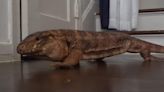 3.5-foot tegu lizard back home after wandering Texas streets