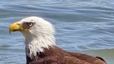 Bald eagle spotted by High Desert residents in Spring Valley Lake preying on a smaller bird