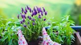 Three 'healing' plants which can make your garden smell great - and you feel better