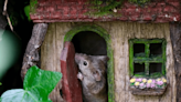 Photographer Sets up Most Adorable Little Village for the Wildlife in His Backyard