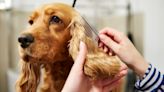 This simple grooming mistake can pose a serious health risk for your dog