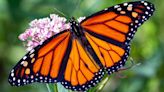 Simmons Institute's annual butterfly release: a tribute to health and resilience