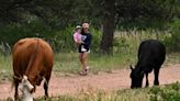 Why you might have to share the trail with cows while hiking on Colorado’s public lands